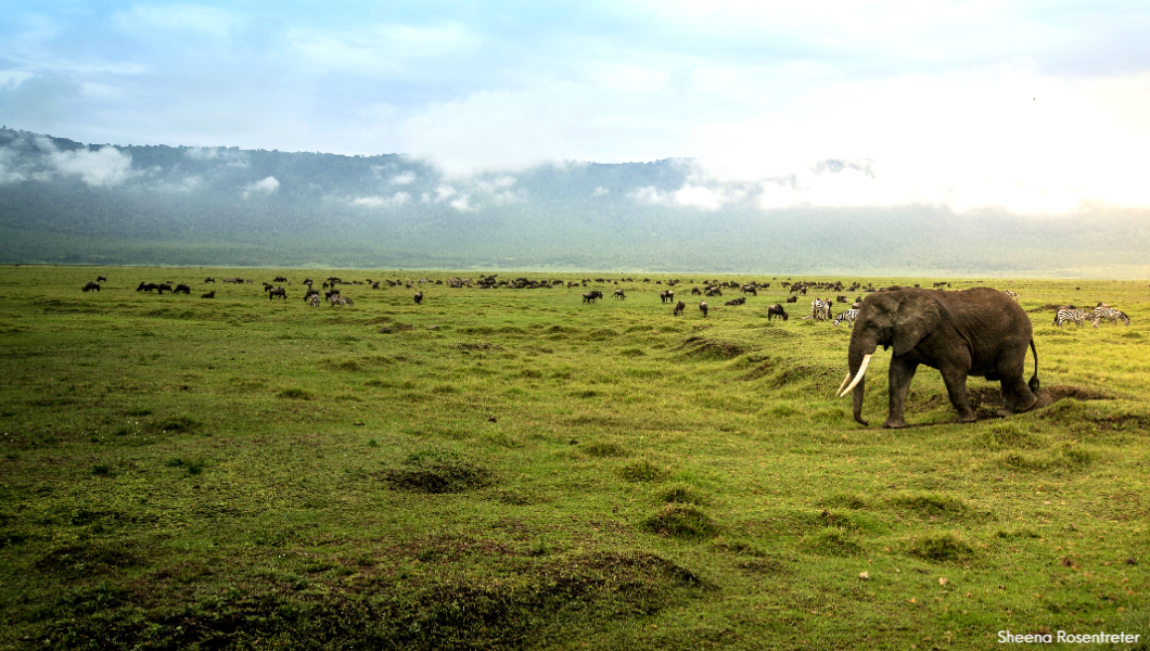 Elephant-at-Ngorongoro